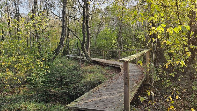 Ein Holzsteg schlängelt sich durch einen herbstlichen Wald mit gelben und grünen Blättern.