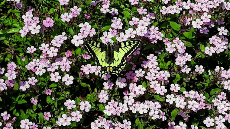 Ein schöner Schmetterling auf einem Blumenfeld mit pinken Blüten. Die Szene strahlt Lebensfreude und Farbenpracht aus.