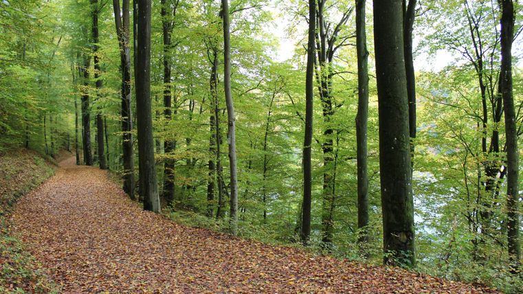 Ein ruhiger Waldweg mit buntem Laub und hohen Bäumen. Die Stimmung ist friedlich und einladend.
