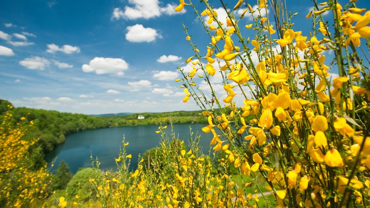 Gelbe Ginsterblüte vor einem Maar