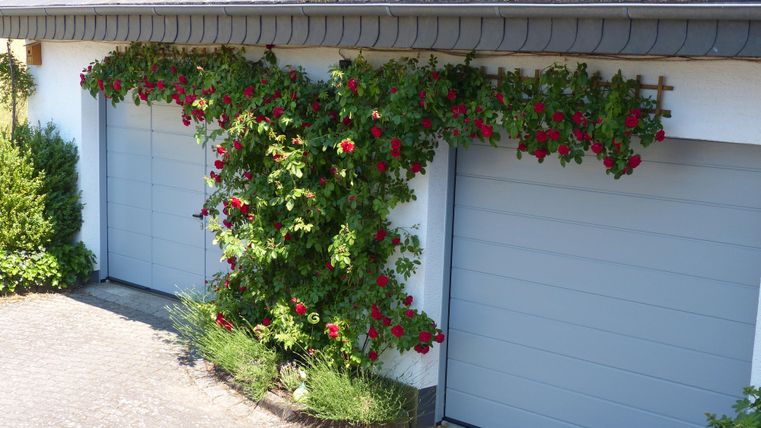 Ein Haus mit zwei grauen Garagentoren, umgeben von üppigem grünen Gras. An der Wand blühen rote Pflanzen, die einen schönen Kontrast bilden.