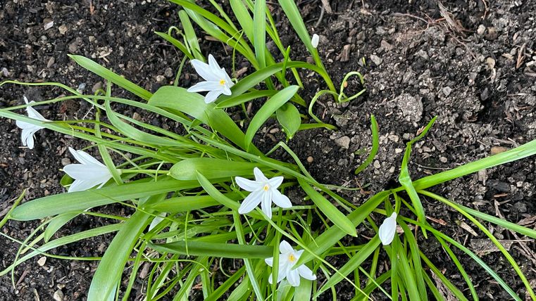Ein Blumentopf mit grünen Grasähnlichen Pflanzen und kleinen weißen Blüten. Im Hintergrund sind einige weitere Pflanzen zu sehen.