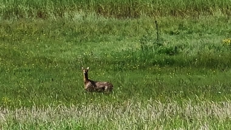 Ein Reh steht in einem grünen Feld. Umgeben von hohem Gras und Blumen.