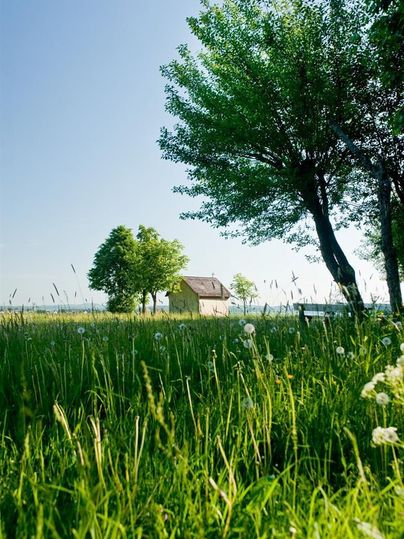 Eine grüne Wiese mit blühenden Pflanzen und zwei Bäumen. Im Hintergrund steht ein kleines Haus unter einem klaren blauen Himmel.