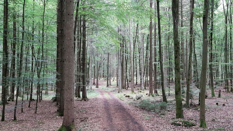 Ein ruhiger Waldweg, umgeben von hohen Bäumen und frischem Grün. Der Boden ist mit Laub bedeckt und verleiht der Szene eine friedliche Atmosphäre.