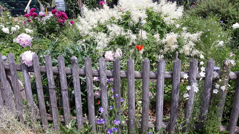 Ein bunter Garten mit verschiedenen Blumen und einer Holzlattenzaun. Im Hintergrund sind grüne Pflanzen und Bäume zu sehen.