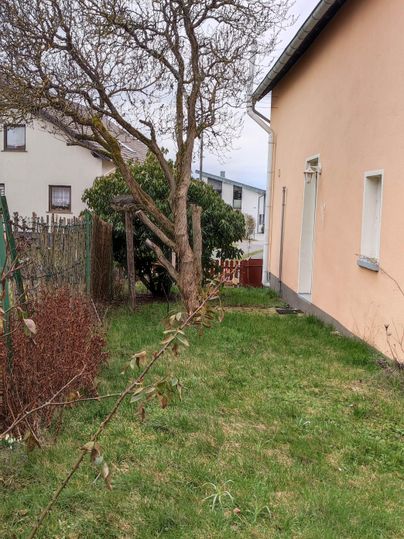Ein kleiner Garten mit einem kahlen Baum und grünem Gras. Im Hintergrund ist ein Gebäude zu sehen.