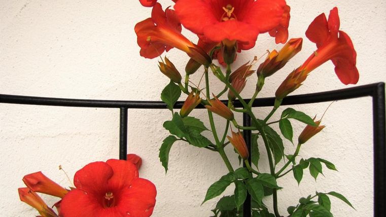 Eine blühende rote Trompetenblume mit grünen Blättern. Sie wächst an einem schwarzen Gitter vor einer hellen Wand.