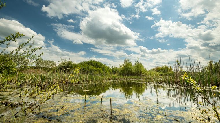 Ein ruhiger Teich mit klarem Wasser und einem schönen Himmel. Umgeben von üppiger Vegetation und Wolken.
