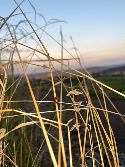 Ein Marienkäfer sitzt zwischen den Halmen des Grases. Im Hintergrund ist ein sanfter Sonnenuntergang zu erkennen.