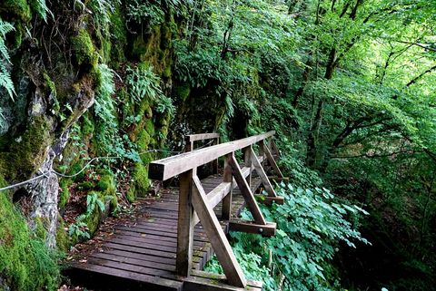 Eine Holzbrücke führt durch einen grünen Wald. Moosbedeckte Felsen umgeben den schmalen Weg.