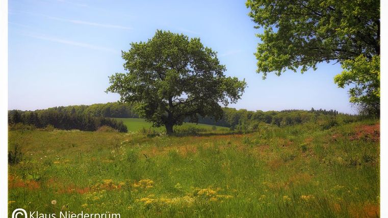 Eine weite Wiese mit frischem Grün und bunten Blumen. Im Hintergrund steht ein großer Baum und eine sanfte Hügelkette.
