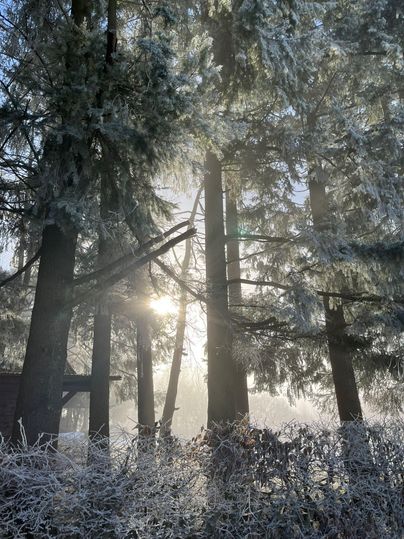 Ein frostiger Wald mit hohen Bäumen und dichten Nebel. Die Sonne scheint sanft durch die Baumstämme.