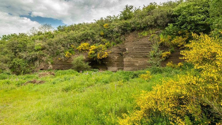 Ginsterblüten am Vulcano-Pfad bei Ellscheid vor einer Felswand.