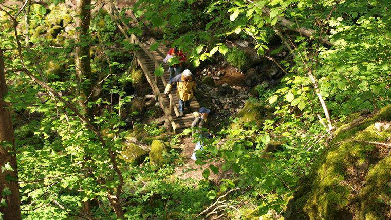 Eine Person wandert durch einen grünen Wald mit dichten Bäumen. Der Weg ist von Moos und Steinen umgeben.