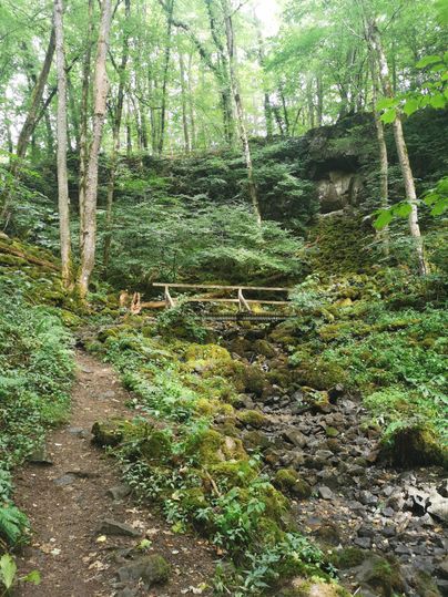Ein schöner Waldweg mit moosbedeckten Felsen und vielen grünen Pflanzen. Im Hintergrund ist eine kleine Brücke sichtbar.
