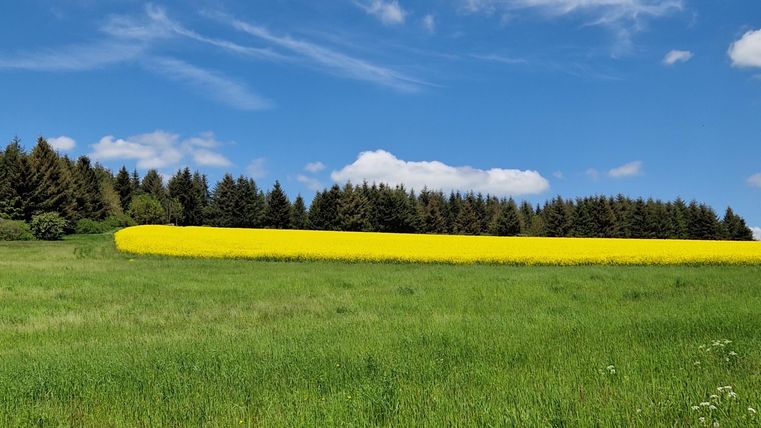 Ein weites Feld mit grünem Gras und einem leuchtend gelben Rapsfeld im Vordergrund. Im Hintergrund sind Bäume und ein blauer Himmel mit wenigen Wolken sichtbar.