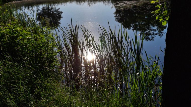 A tranquil pond with green reeds and mirror-like water. In the background, rays of sunlight glisten on the surface.