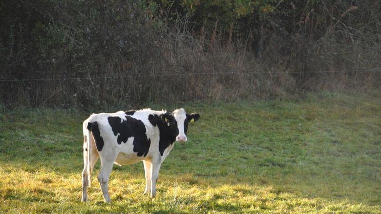 Eine schwarze und weiße Kuh steht auf einer grünen Wiese. Im Hintergrund sind Bäume und Sträucher zu sehen.