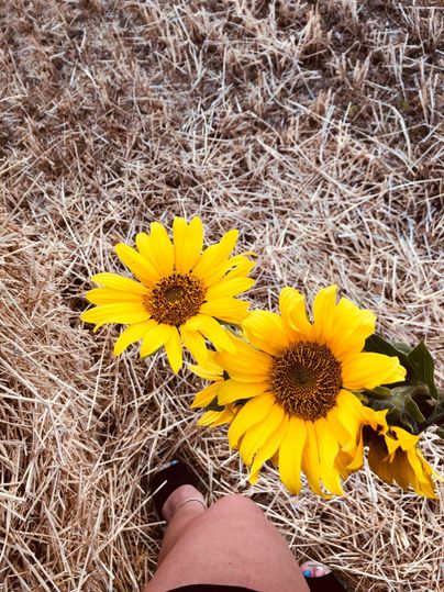 Zwei leuchtende Sonnenblumen stehen vor einem Hintergrund aus Heu. Im Vordergrund ist ein Bein zu sehen, das auf dem Boden steht.