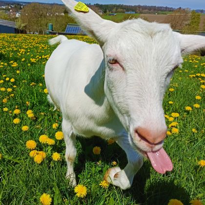 Eine weiße Ziege steht auf einer Wiese voller Löwenzahnblüten. Der Himmel ist blau und die Landschaft ist grün und fröhlich.
