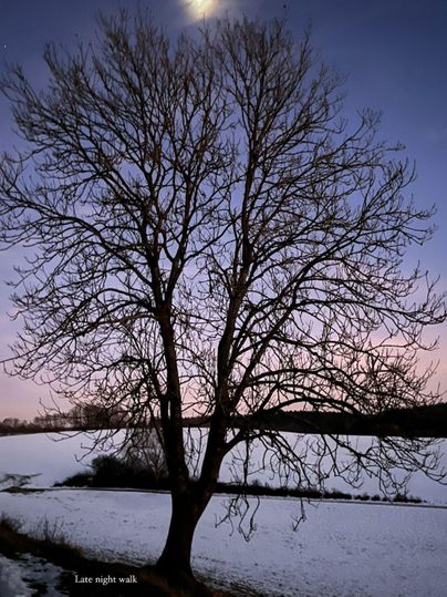 Ein einzelner Baum ohne Blätter steht in einer verschneiten Landschaft. Der Mond leuchtet am Himmel während des Sonnenuntergangs.