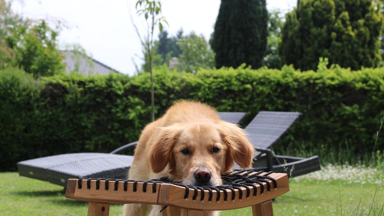 Ein süßer goldenretriever Hund liegt mit dem Kopf auf einem Holzstuhl. Im Hintergrund sieht man einen Garten mit Liegen und grünen Pflanzen.