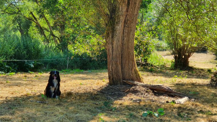 Ein Hund sitzt im Schatten eines großen Baumes auf einer sonnigen Wiese. Um ihn herum sind grüne Pflanzen und die Natur ist friedlich.