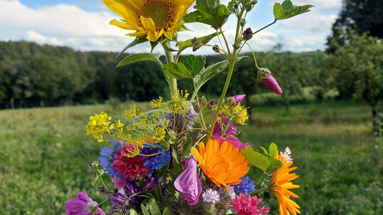 Ein Strauß bunter Wildblumen mit einer Sonnenblume in der Hand. Hintergrund ist eine grüne Wiese unter einem blauen Himmel.