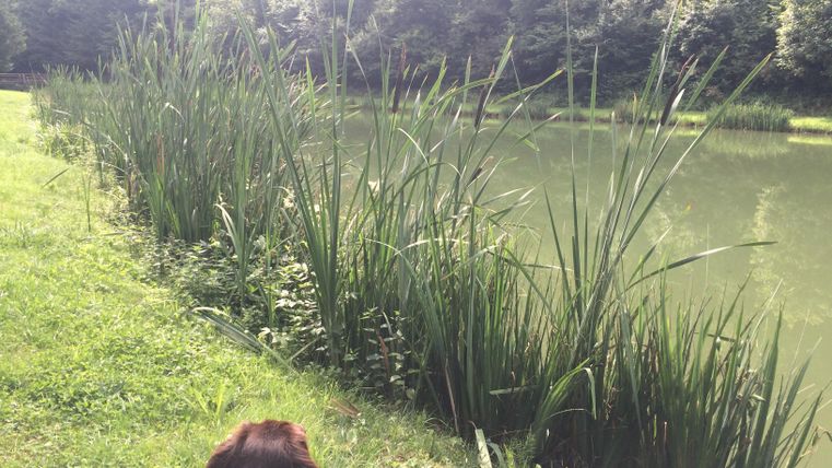 Ein ruhiger See umgeben von hohen Gräsern und Bäumen. Im Vordergrund ist ein Hund zu sehen, der die Landschaft beobachtet.