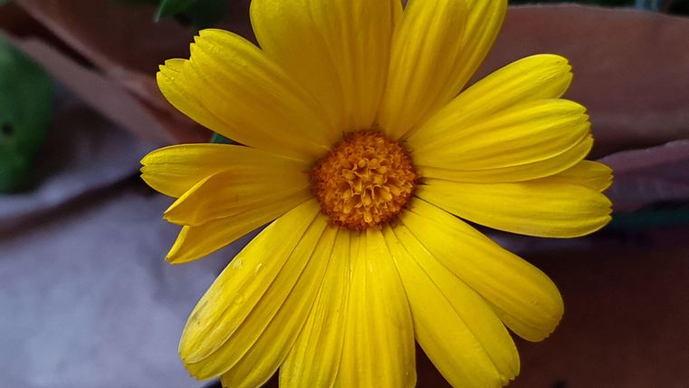 Eine hübsche gelbe Blume mit vielen Blütenblättern. Der Mittelpunkt der Blüte ist orange und die Umgebung ist grün.