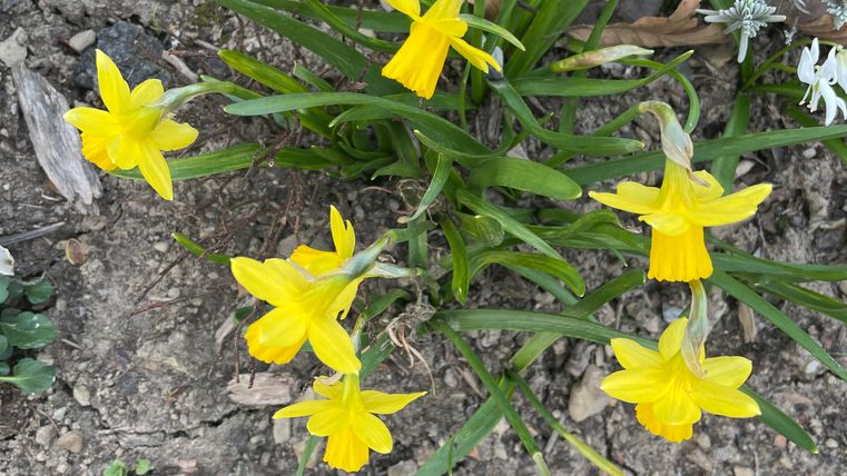 Eine Gruppe von gelben Narzissen blüht auf erdigem Boden. Die Blumen sind leuchtend und bringen Farbe in die Umgebung.