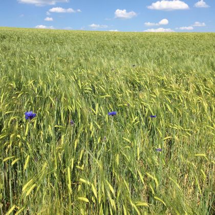 Ein weites Feld mit hohen, grünen Weizenhalmen und einigen blauen Blumen. Der Himmel ist klar mit ein paar weißen Wolken.