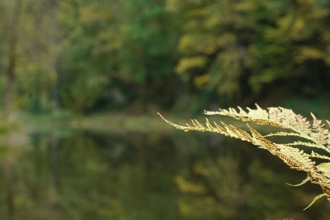 Ein Farnblatt am Ufer eines ruhigen Gewässers. Im Hintergrund sind grüne Bäume und die Natur gut erkennbar.