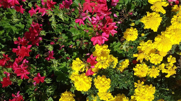 Bunte Blumen in Rot und Gelb blühen lebhaft. Sie bilden ein schönes, harmonisches Farbenspiel in der Natur.