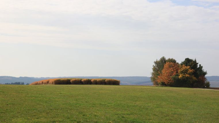 Weite grüne Wiese mit Bäumen im Herbstlaub und bewölktem Himmel.