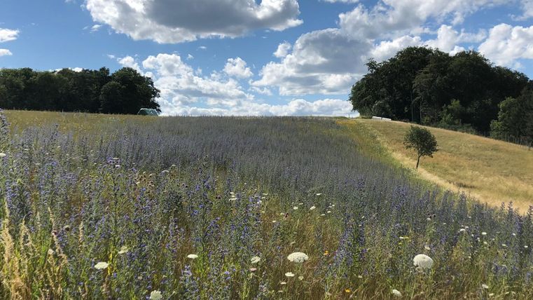 Bloemenweide met paarse en witte bloesems onder een blauwe lucht met wolken.