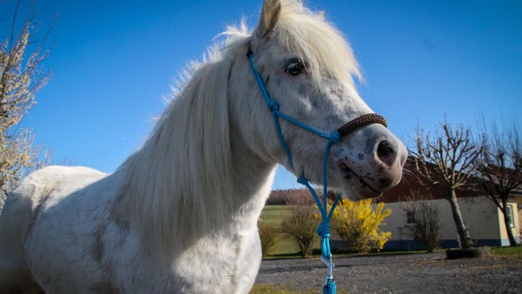 Ein weißes Pony mit einer langen Mähne steht vor einem blauen Himmel. Im Hintergrund sind einige Bäume und ein Gebäude sichtbar.