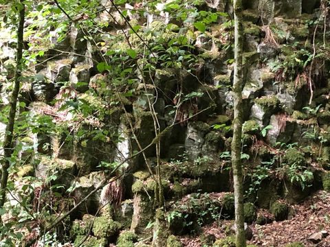 Ein mystischer Wald mit moosbedeckten Felsen und dichten Bäumen. Die grüne Umgebung strahlt Ruhe und Naturverbundenheit aus.
