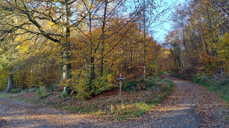 Ein malerischer Waldweg mit buntem Herbstlaub. Die Sonne scheint durch die Bäume und ein Weg teilt sich in zwei Richtungen.