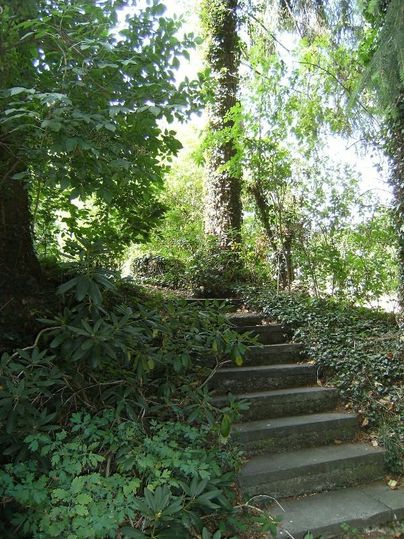 Eine grüne, überwucherte Treppe führt durch einen Wald. Sonnenlicht fällt durch das dichte Blattwerk.