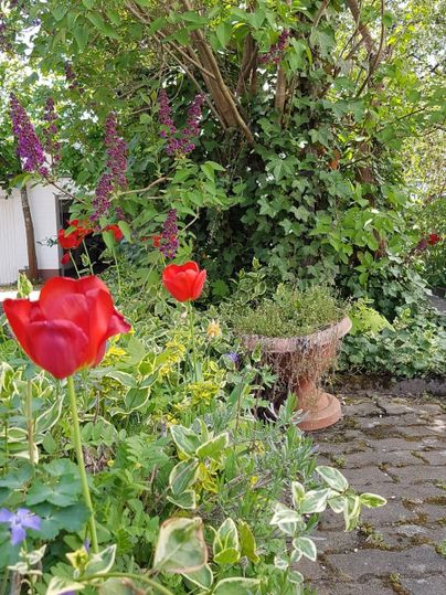 Ein bunter Garten mit roten Tulpen und lila Blumen. Im Hintergrund sind ein großer Baum und einige Pflanzen zu sehen.