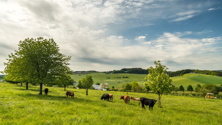 Groene weide met koeien en bomen onder een bewolkte hemel.