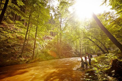 Ein ruhiger Fluss fließt durch einen dichten Wald, umgeben von hohen Bäumen. Sonnenstrahlen scheinen durch das Blattwerk und schaffen eine friedliche Atmosphäre.