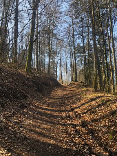 Ein Waldweg im Stadtwald Gerolstein, gesäumt von hohen, kahlen Bäumen unter einem klaren blauen Himmel.