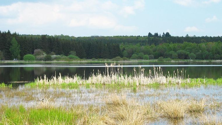 Ein ruhiger See umgeben von grünen Wiesen und Bäumen. Die Landschaft ist friedlich mit sanften Wolken am Himmel.