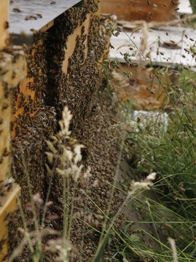 Bienen schwärmen um einen Bienenstock, der von Gras und Pflanzen umgeben ist. Die Holzkonstruktion ist dicht mit Bienen bedeckt.
