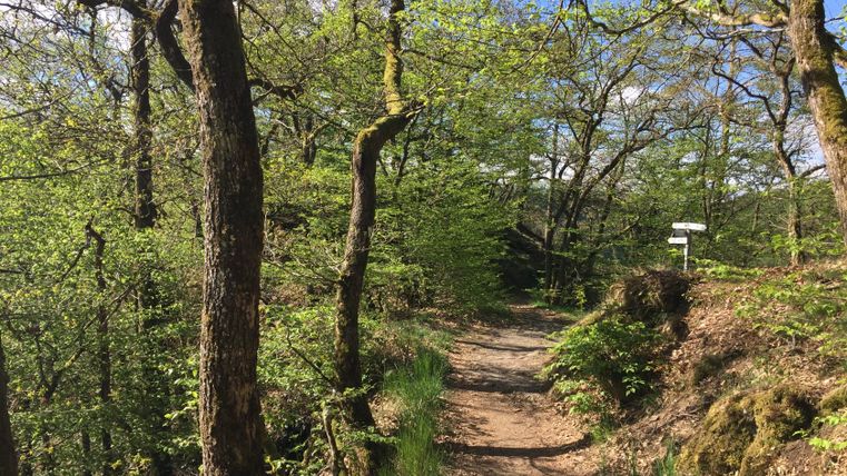 Waldweg mit Bäumen und Wegweiser im Frühling.
