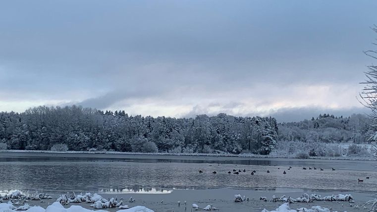 Ein winterlicher See mit einer schneebedeckten Uferlandschaft. Am Wasser schwimmen ein paar Enten unter einem grauen Himmel.