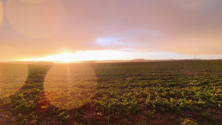 Ein weites Feld bei Sonnenuntergang, umgeben von sanften Hügeln. Der Himmel hat sanfte Farben und strahlt ein warmes Licht aus.